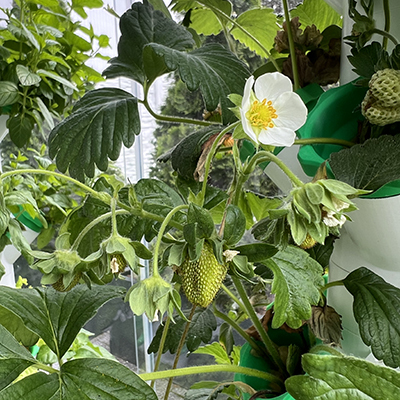 Uprawa na wieży hydroponicznej