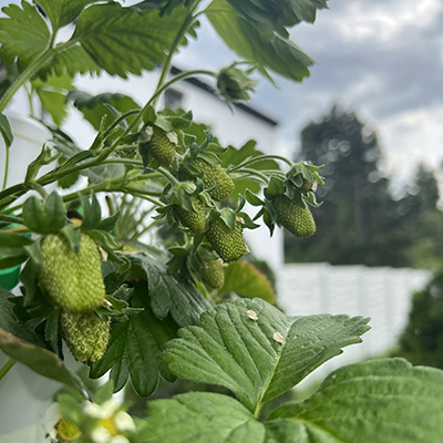 Uprawa na wieży hydroponicznej