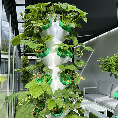 Uprawa na wieży hydroponicznej